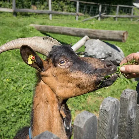 Paradies - Schrempfgut 3*