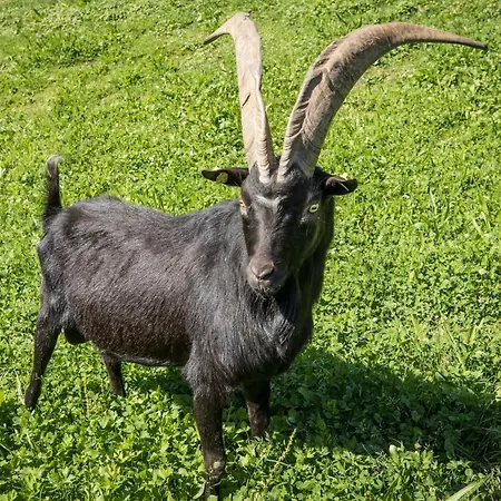 Paradies - Schrempfgut Ξενοδοχείο με διαμερίσματα 3*