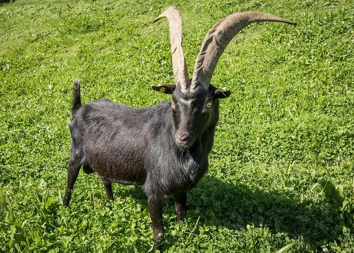 Paradies - Schrempfgut Apartmanhotel 3*