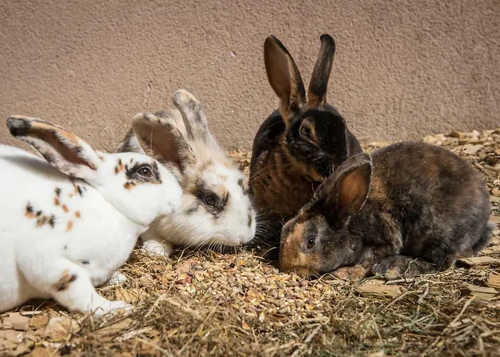 Paradies - Schrempfgut 3*